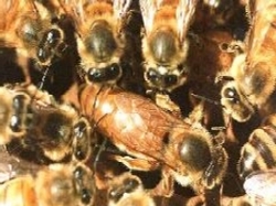 Queen Bee