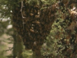 Swarm